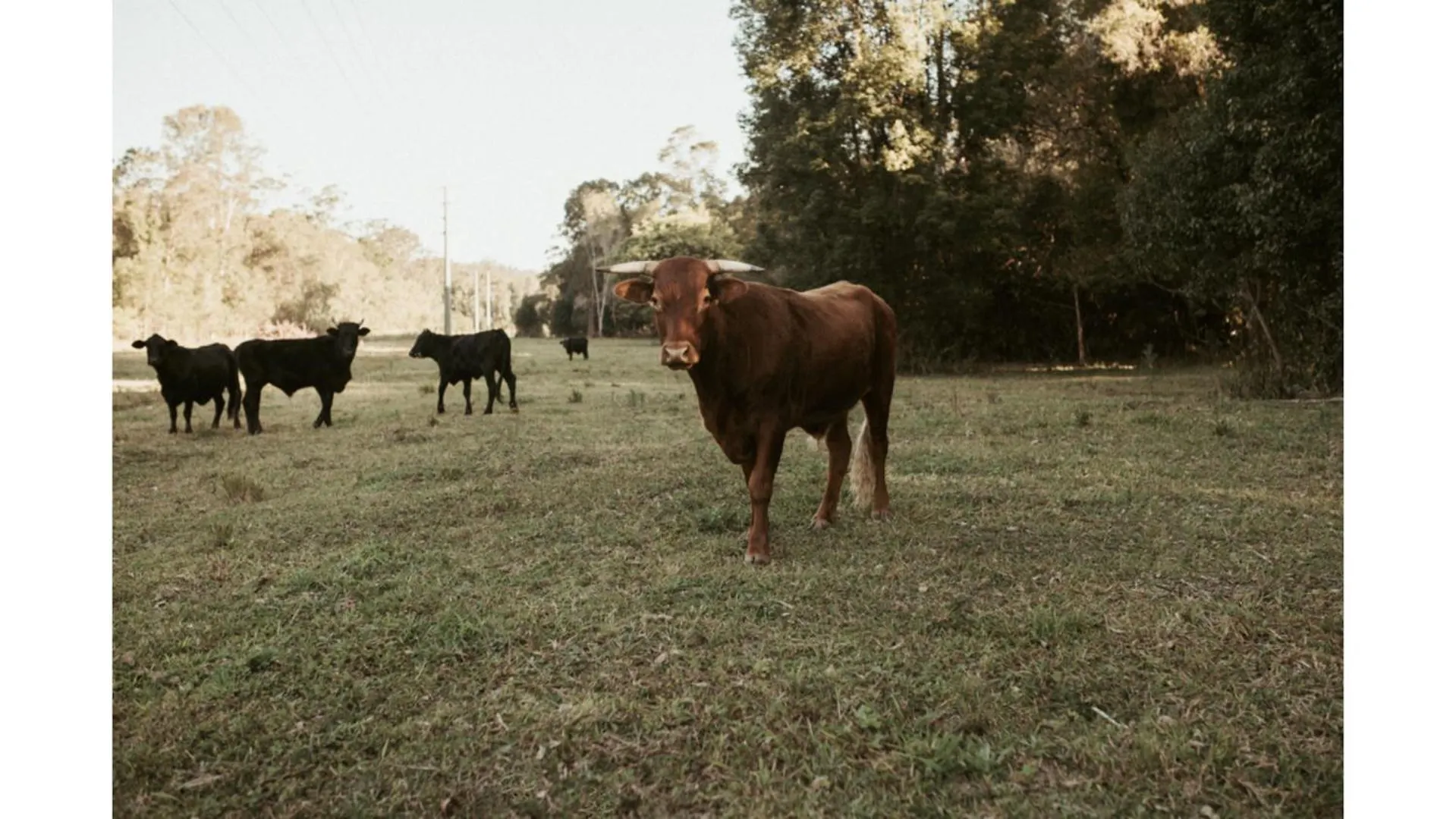 Willa The Stables By Tiny Away Palmwoods 0*,  Australia